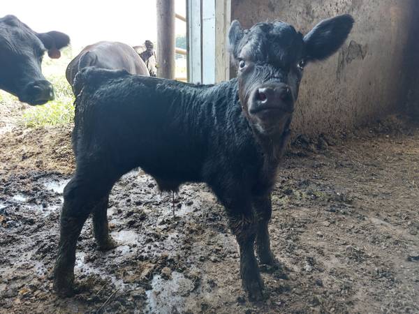 Miniature Lowline Aberdeen Angus Bull