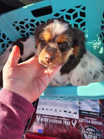 Cocker Spaniels & Springer Spaniel Mix