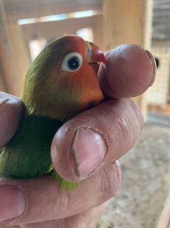 Baby Cockatiels and Lovebirds