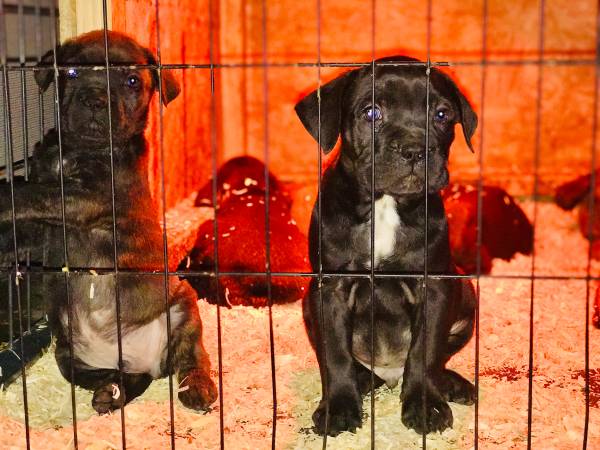 cane corso kennel