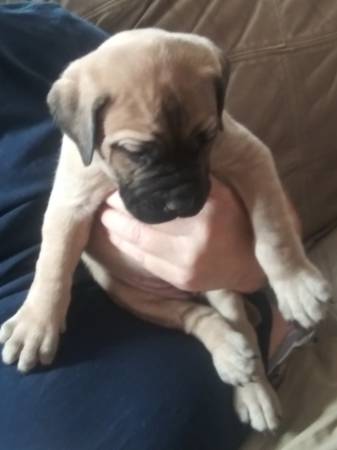 Bull mastiff puppies