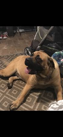 Free Mastiff and Doberman