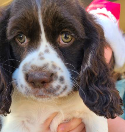 Cocker Spaniels & Springer Spaniel Mix