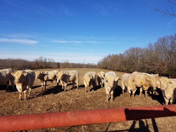 Charolais Bulls