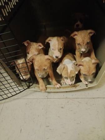 Rehoming pitbull puppies