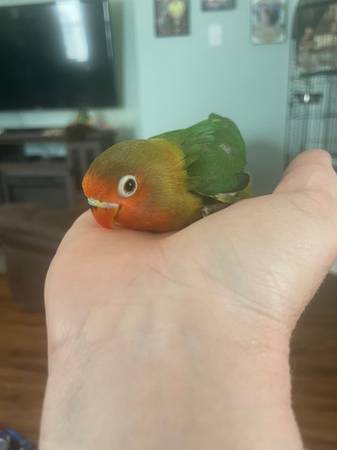 Baby Cockatiels and Lovebirds