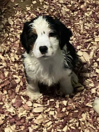 Springer Basset puppies