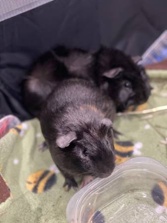 Guinea Pigs Available