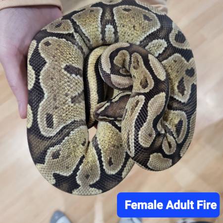 3 ball pythons for rehome