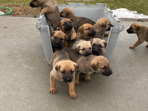 Puppies for sale