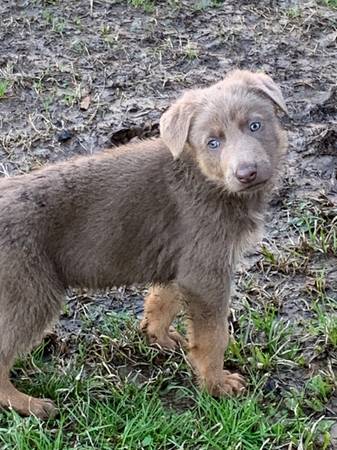 Liver German Shepherd puppies