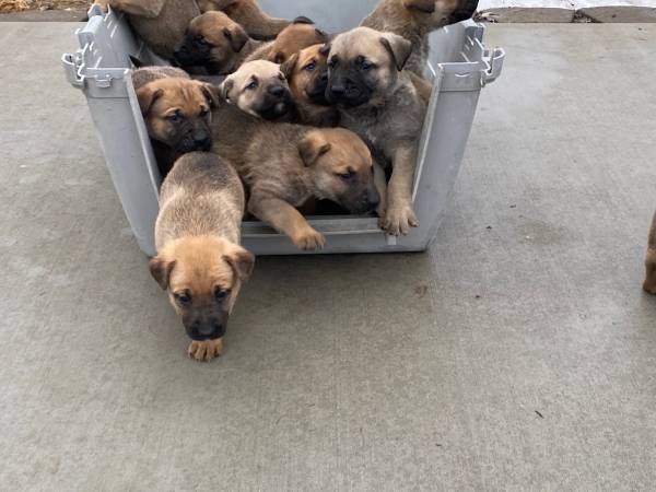 Puppies for sale