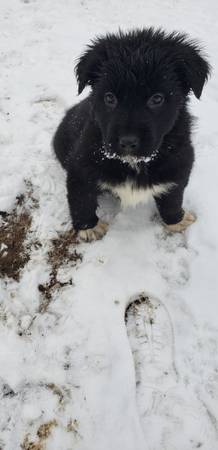 Mixed Puppies