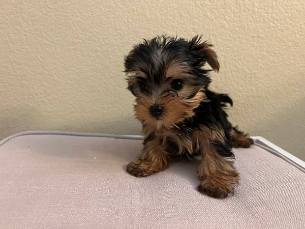 Yorkie puppies