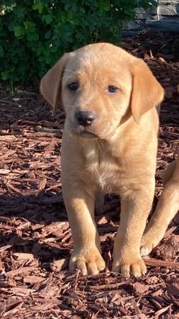 Lab/ Retriever Puppies