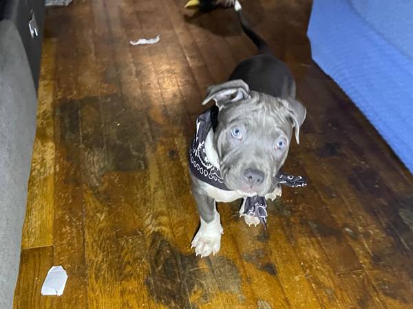 Grey Female Pitt (Tuxedo Fur Pattern)