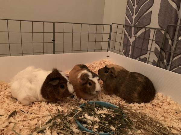 Three Female Adult Guinea Pigs