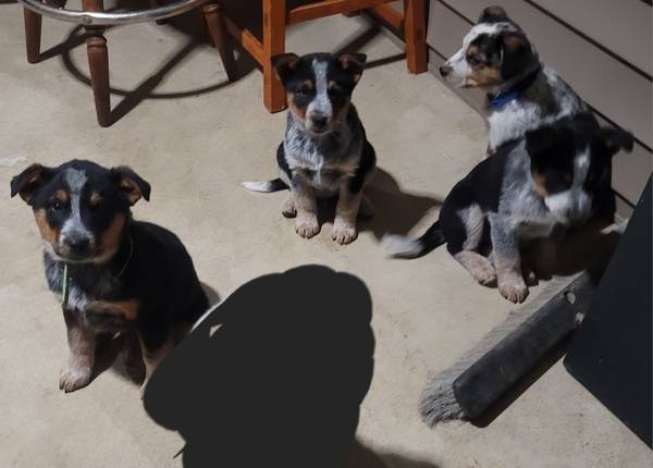 Male Heeler Pups