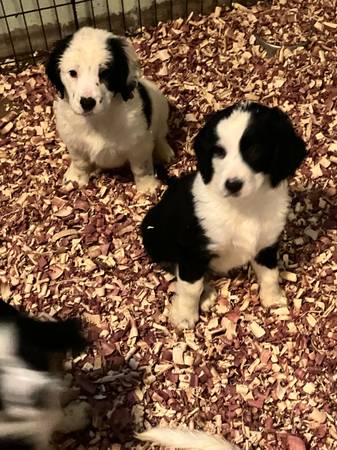 Springer Basset puppies