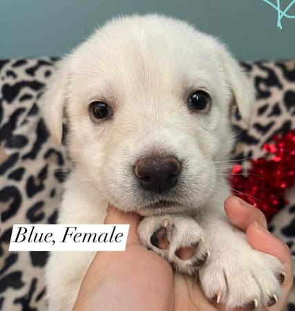 Lab/husky/German mix puppies