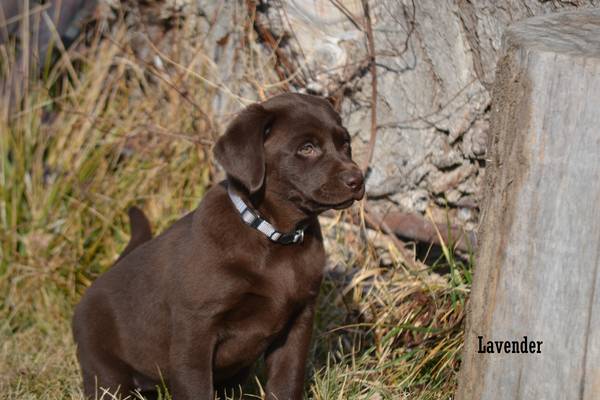 AKC Chocolate Lab Puppies!