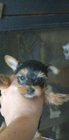 8m old an 7 week old yorkie males