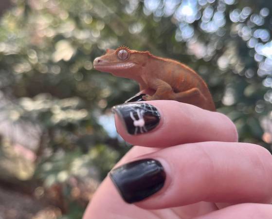 Baby crested geckos!!