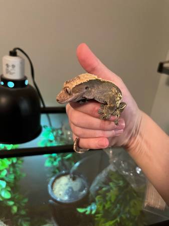 crested gecko