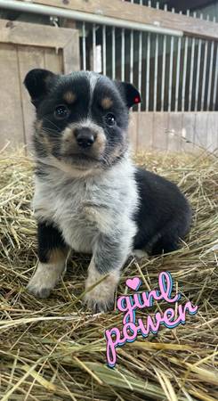 cowboy corgis and full stock corgis