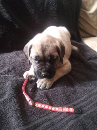 Bull mastiff puppies