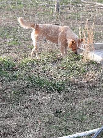 Roxy, 3/4 heeler 1/4 Aussie