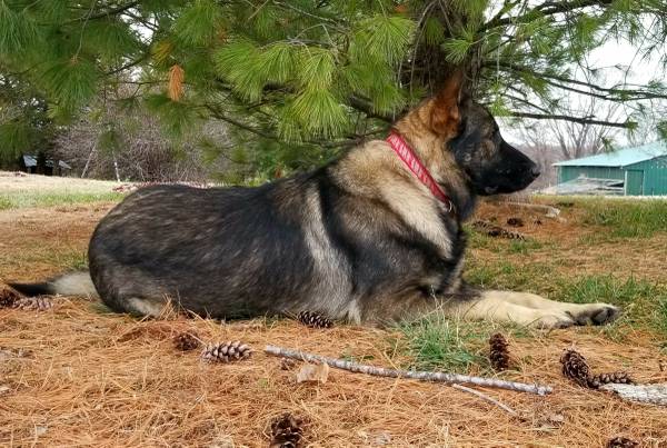 Sable German Shepherd AKC Pups