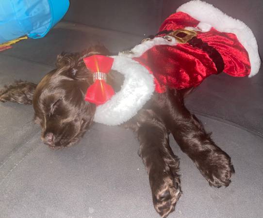 Cocker spaniel puppy