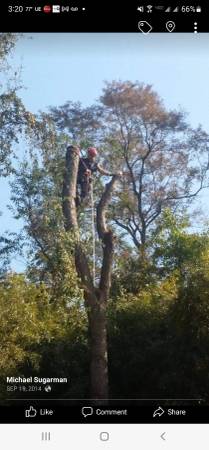 Tree Removal Tree Trimming Best price