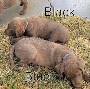 Chesapeake Bay Retrievers