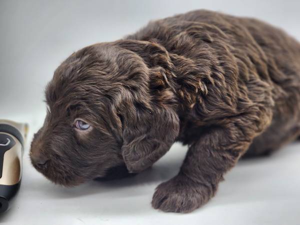 Labradoodles