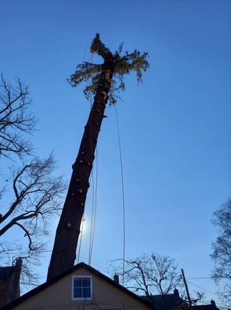 ??TREE SERVICE,TREE TRIMMING TREE REMOVAL BY MARIO??