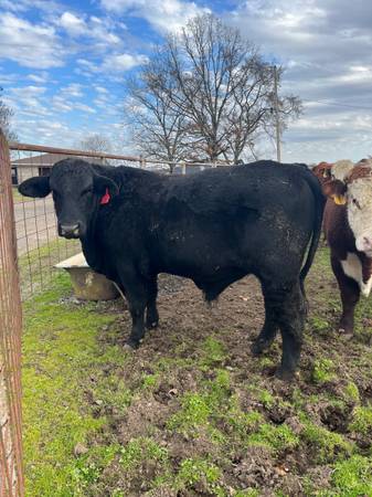 2yr old Brangus Bulls