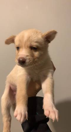 Husky/Catahoula Puppies