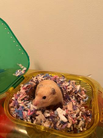 2 hamsters available for rehoming