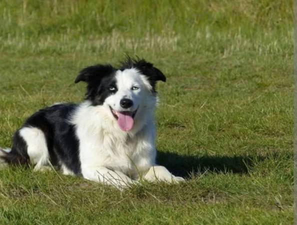 Border collie Stud service