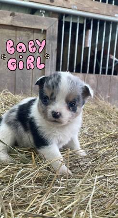 cowboy corgis and full stock corgis