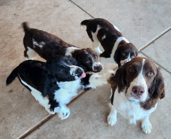 Cocker Spaniels & Springer Spaniel Mix