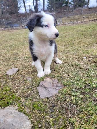 Australian shepherd puppy