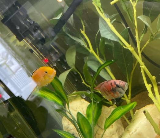 Fish for rehoming