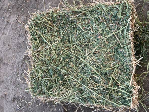 ALFALFA HAY 2nd/3rd