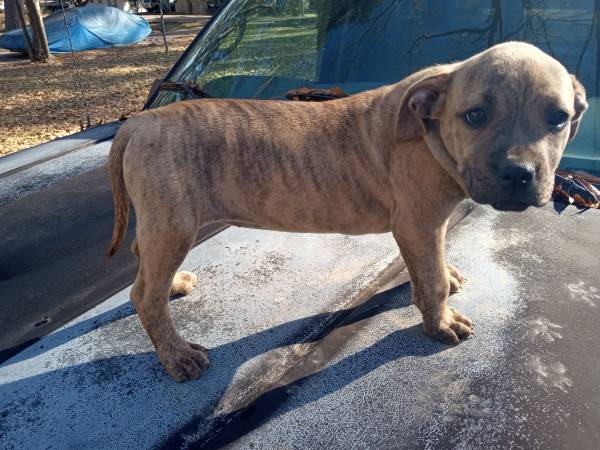 CKC Pitbull/American Bully