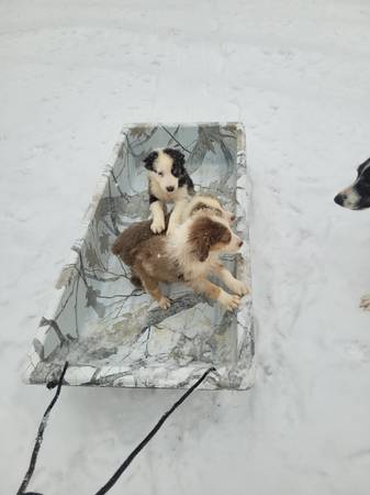 Australian shepherd puppy