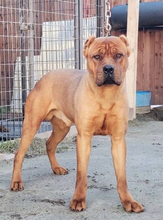 cane corso kennel