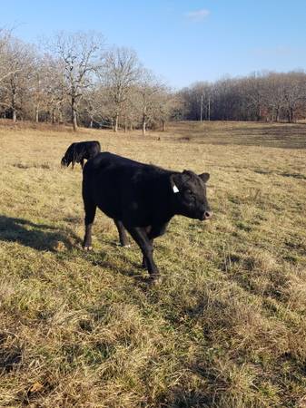 Black Angus Bulls